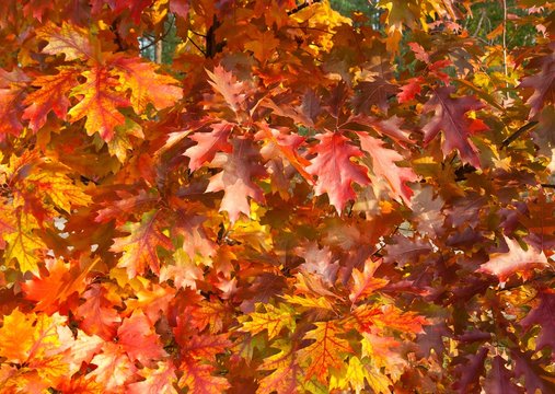 Autumn red oak leaves