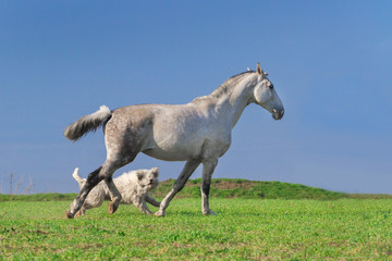 Fototapeta na wymiar Grey horse play with dog