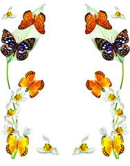 branch of flowers and butterflies isolated on a white background