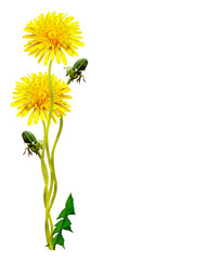 Fototapeta premium dandelion flowers isolated on white background