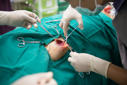 Veterinarian performing an operation in operating room