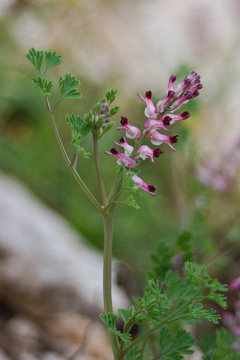 fumaria bianca (Fumaria capreolata)