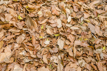Brown fallen leaves laying on the ground.