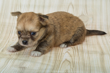 Chihuahua puppy