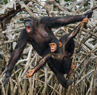 Female chimpanzee with a baby. funny picture