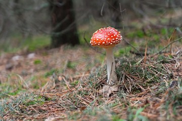 Red toadstool