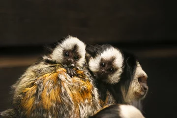 Fototapeten Witgezichtoeistitie tweeling op moeders rug. © photoPepp
