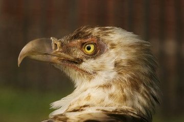 Jonge witte gier met geel oog.