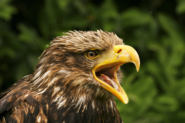 Krijzende steppearend.