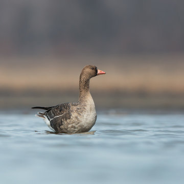 Juvenile Greater White-fronted Goose