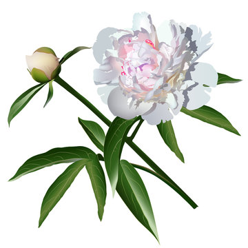 White realistic paeonia flower with leaves and bud