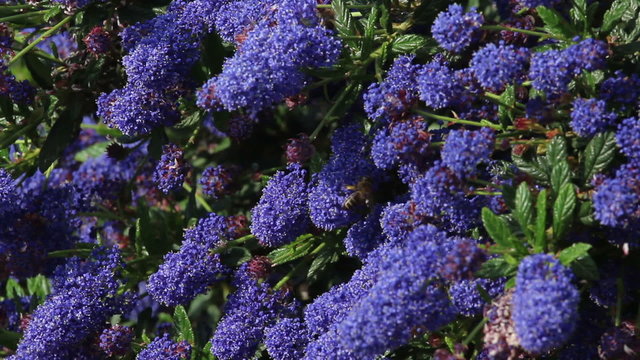 Honey bees on blue