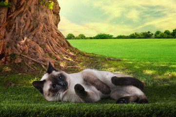 Siamese cat playing on a sunny summer day under a tree