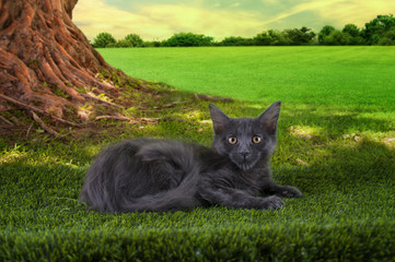 Maine Coon kitten plays on a sunny summer day under a tree