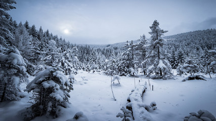 Obraz premium Wälder im Tiefschnee