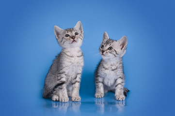 Fototapeta na wymiar Egyptian Mau kitten isolated on a colored background