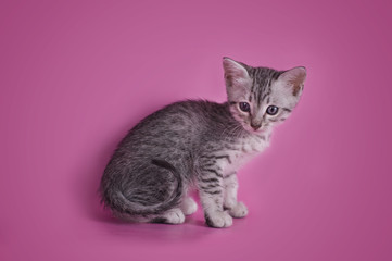 Egyptian Mau kitten isolated on a colored background