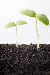 From seeds grown young seedlings.