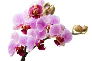 Fototapeta na wymiar Orchid flower.