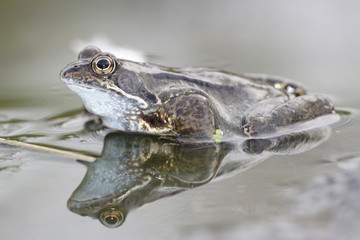 Green Frog, Bronze Frog, Rana clamitans