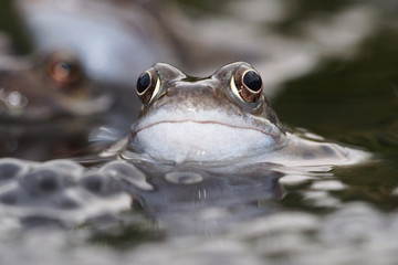 Green Frog, Bronze Frog, Rana clamitans