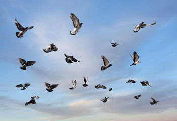 Pigeons flying to the sun