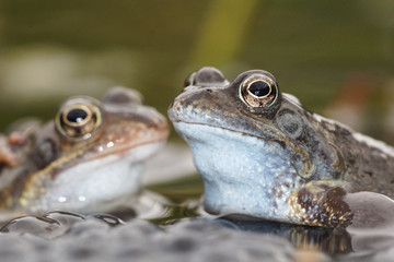 Green Frog, Bronze Frog, Rana clamitans