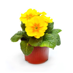 Yellow Primula in ceramic pot isolated on white background.