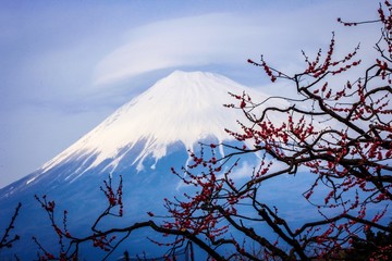 富士と梅
