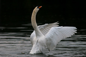 Flügelschlagender Höckerschwan
