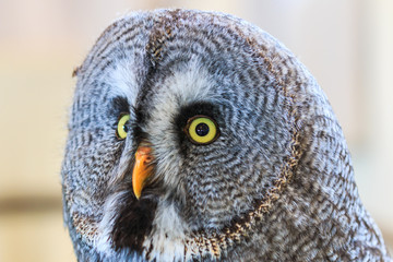 Great Grey Owl or Strix nebulosa which living in North America