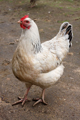 Brown hen