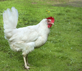 Brown hen