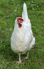 Brown hen