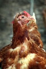 Brown hen