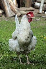 Brown hen