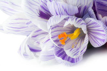 spring flower crocus macro on white background