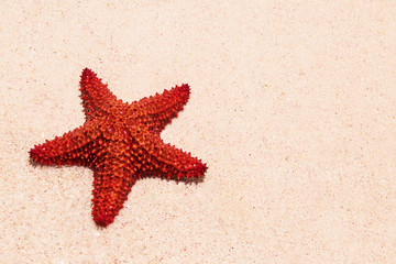 Fototapeta na wymiar roter Seestern liegt im Sand