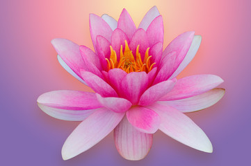 Lotus water lily isolated with clipping path pink and purple