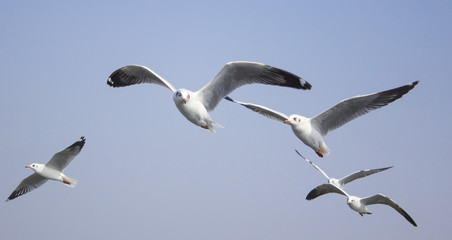 seagull