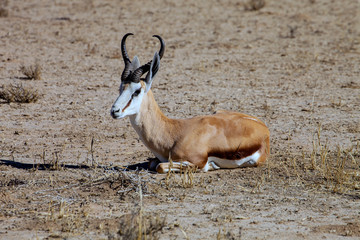 the male Springbok,Kalahari desert
