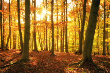 Goldener Herbst im Wald