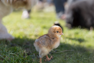 Havaneser Hund hütet Küken