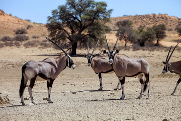 Naklejka na ściany i meble small herd of Gemsbok, Kalahari, South Africa