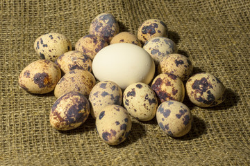 Obraz premium eggs