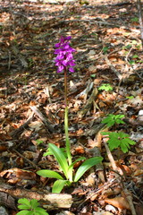 Männliches Knabenkraut  (Orchis mascula) - ganze Pflanze