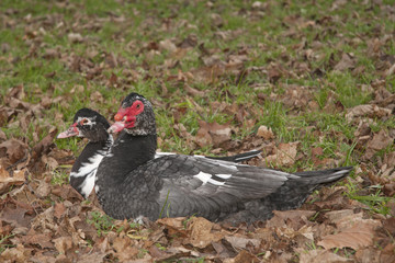 Muscovy duck