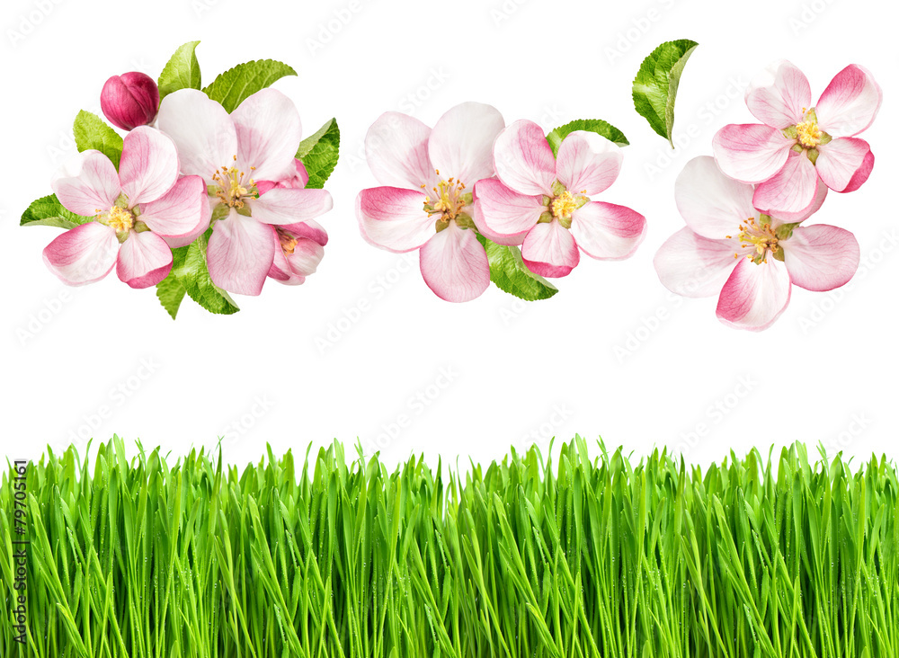 Canvas Prints spring nature objects. apple tree blossoms and fresh green grass