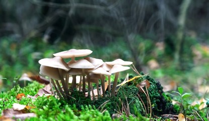 small toadstools