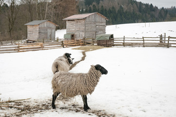 Naklejka premium Romanov sheep